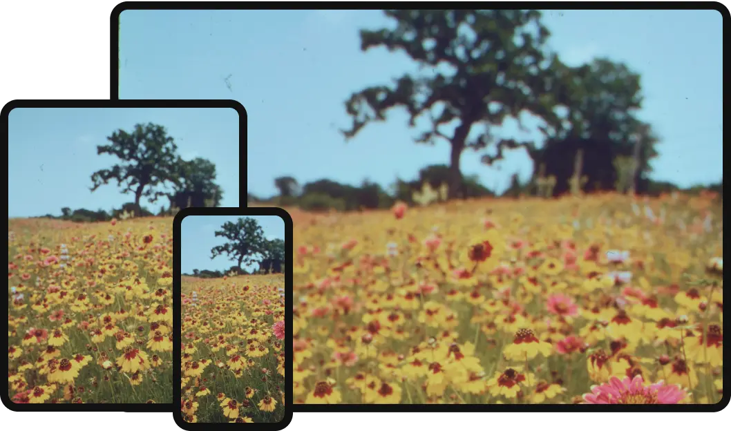 Smartphone che catturano un prato di fiori selvatici con alberi